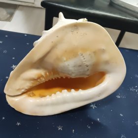 海螺