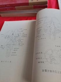 正常人体形态学解剖图谱（试用教材）