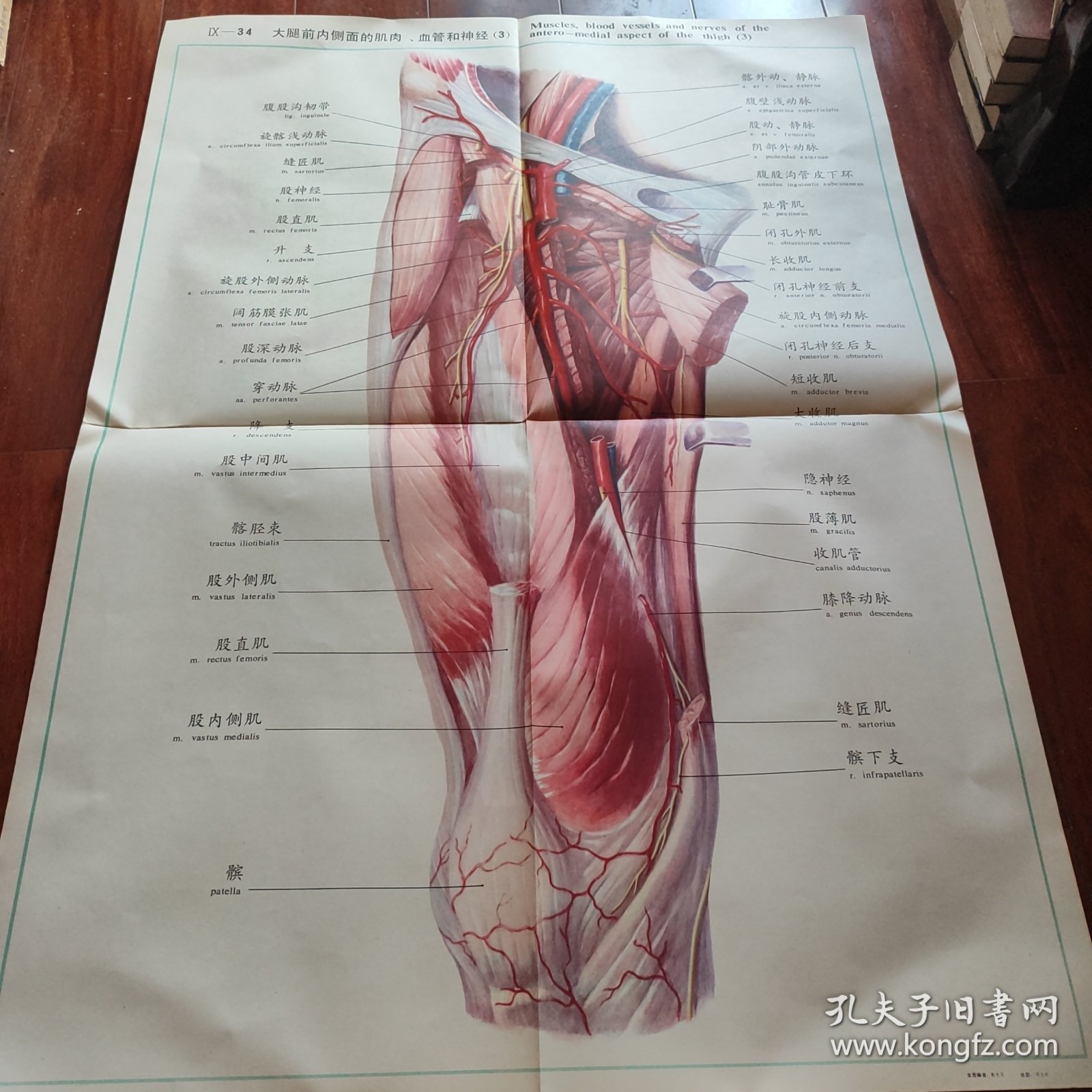 点击查看原图 大腿前内侧的肌肉,血管和神经,(3),106CMX77CM