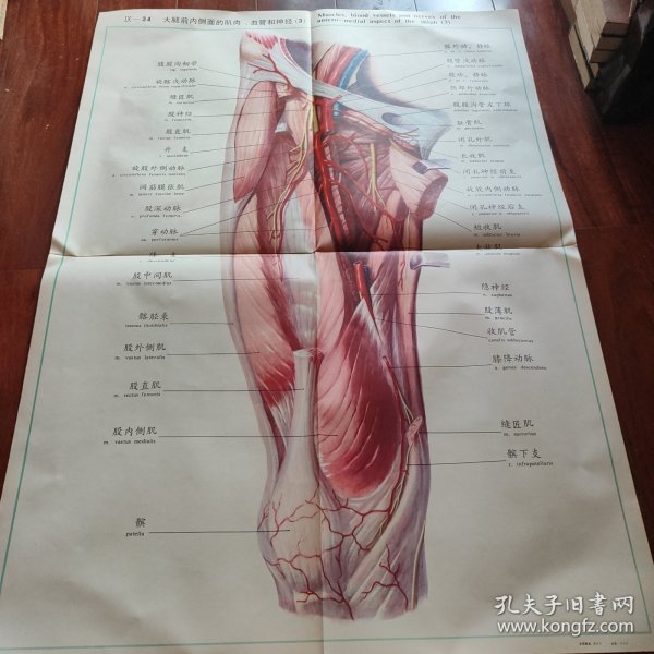 大腿前内侧的肌肉,血管和神经,(3),106CMX77CM
