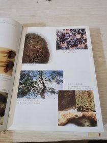中国蜜蜂学