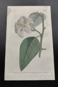 1804年手工上色铜版画《蜜源葵》