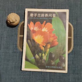 君子兰莳养问答
