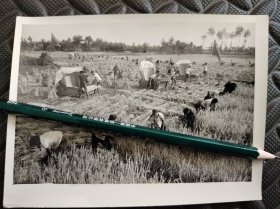 1970年照片，四川省温江地区，什邡县回澜公社八大队开镰收割，收割水稻