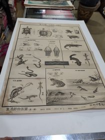 爬虫类，13图，对开