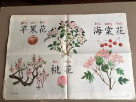 六年制小学课本语文第二册教学挂图 桃花 苹果花 海棠花