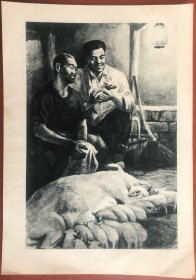 早期旧画片 美术册页 喜生猪仔 16.5X11.8厘米
