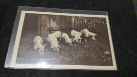 1930年德国猪明信片