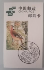 邮戳卡 2008-4中国鸟邮票6-4黑额山噪鹛鸟邮票极限邮戳卡