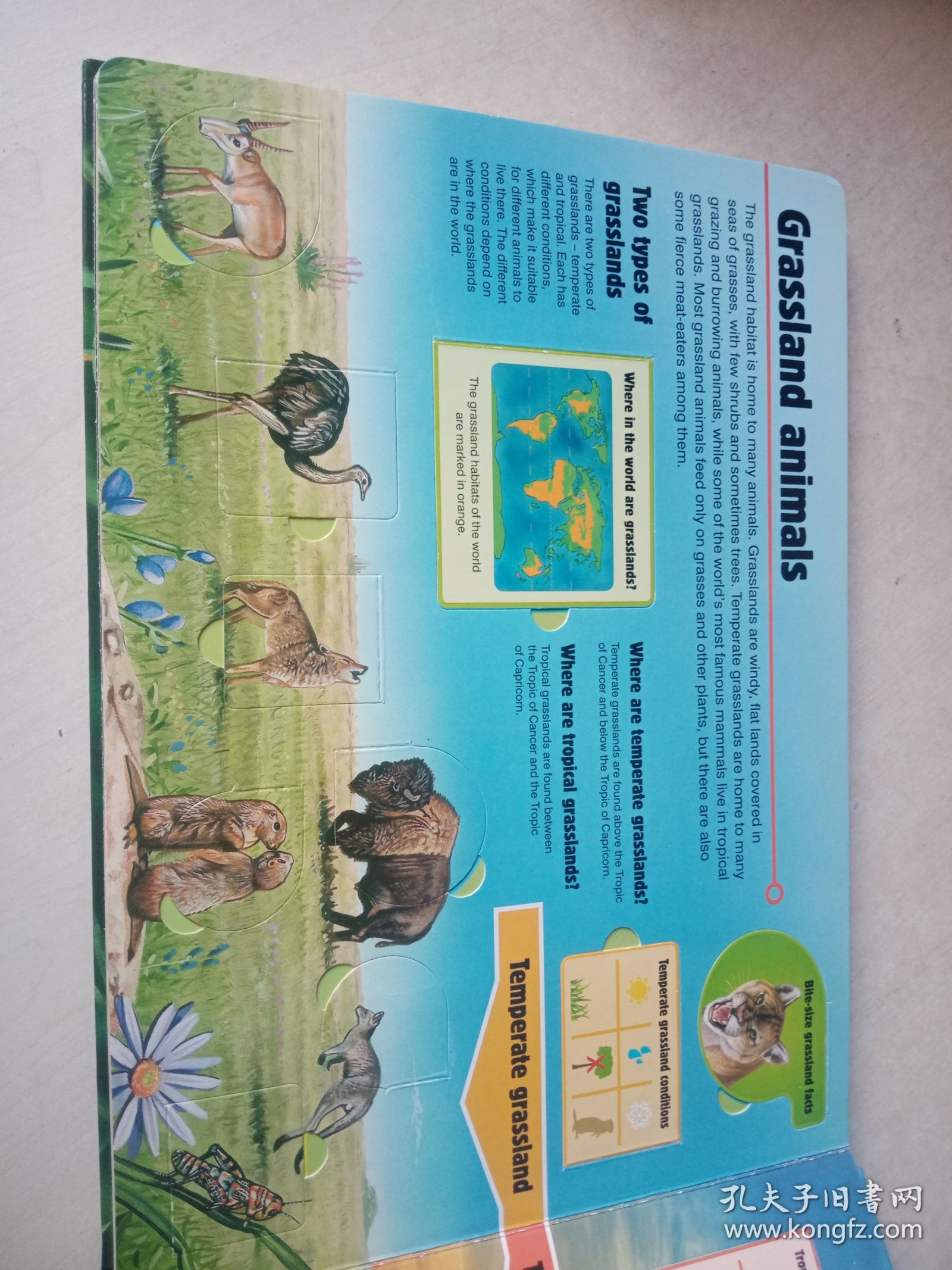 ANIMALS LIFE-THE-FLAP BOOK 动物翻翻书