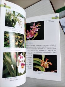兰花：野外生境 栽培实例 鉴赏