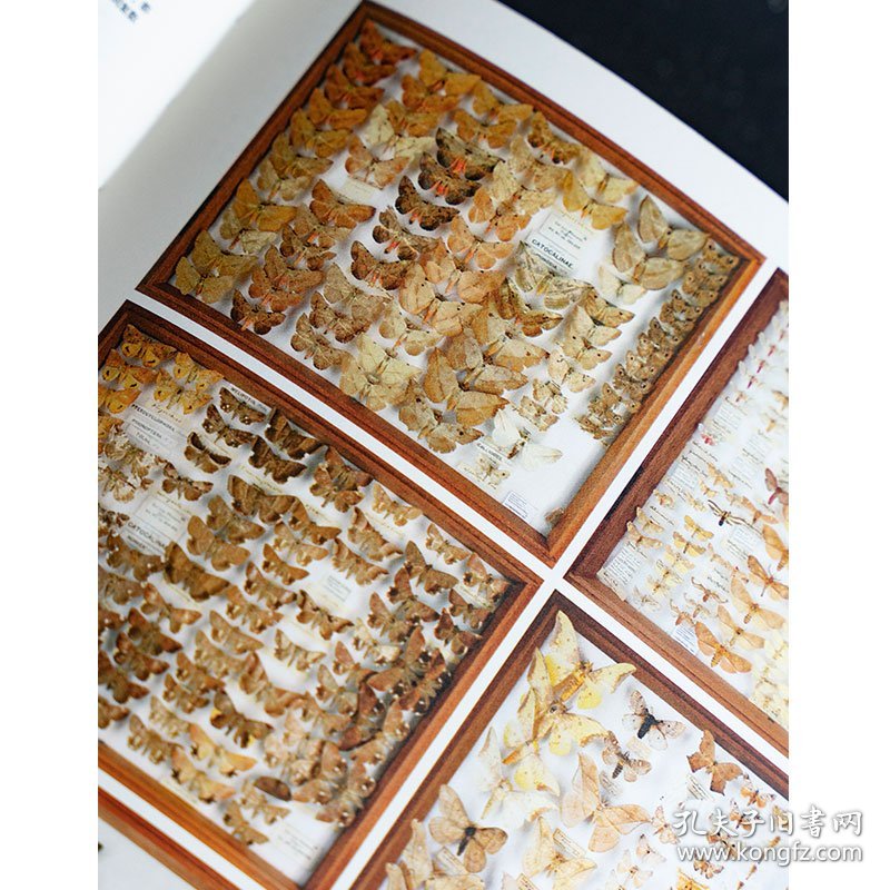 蝴蝶圣经