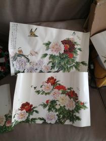 耿玉轩牡丹画美术资料五幅，猫画美木资料五幅，合售。P60+P76顶