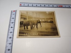 上海旧景---老照片！！ ---五十年代！《上海西郊公园大象》！