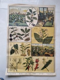 茶叶图——采茶制茶流程图谱（1951年印，烟叶制作流程）装框展览用茶文化专题收藏