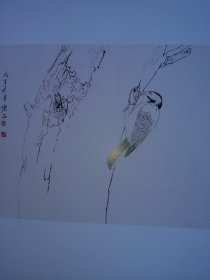 花鸟白描图谱 中国画素材库