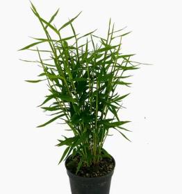 天然竹子盆栽一盆高25厘米