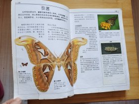 蝴蝶：全世界500多种蝴蝶的彩色图鉴