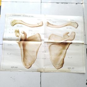 人体解剖挂图 1 骨及骨连结 <1-13锁骨及肩胛骨＞全开