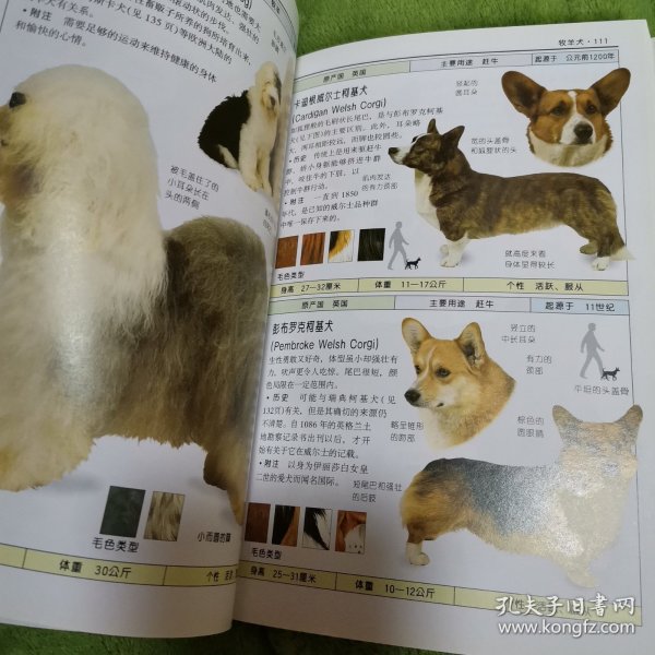 名犬：全世界300多种名犬的彩色图鉴