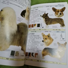 名犬：全世界300多种名犬的彩色图鉴