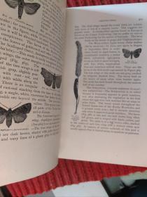 A Manual For The Study Of Insects (1895)【金陵大学馆藏。藏书票一枚】