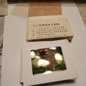 幻灯片，是谁咬坏了果树（全12片）九品