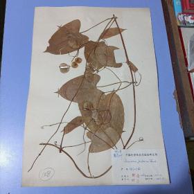 【A148】八十年代中国科学院南京植物研究所植物标本，8开大小，有植物名、产地、采集人、鉴定人，采集日期，鉴定日期等详细标