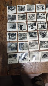八十年代——动物园照片——36张合售