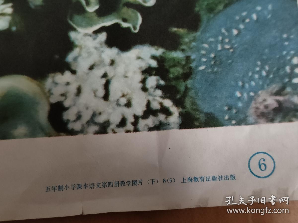 珊瑚彩色老宣传画，对开