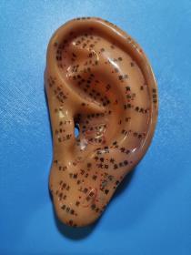 医用针灸耳朵模型