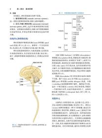 临床神经解剖学，第29版（翻译版）