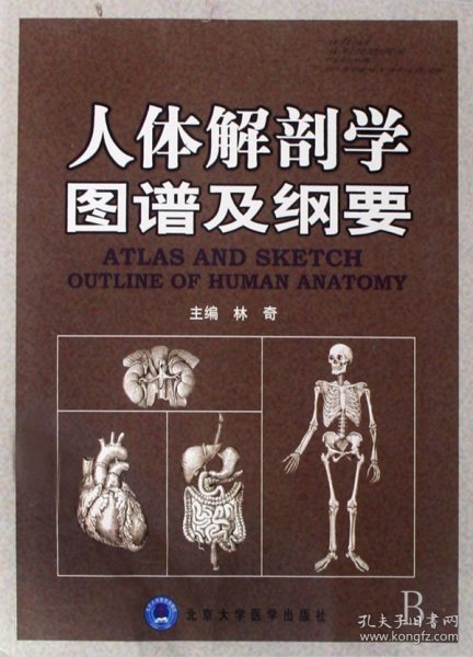 人体解剖学图谱及纲要