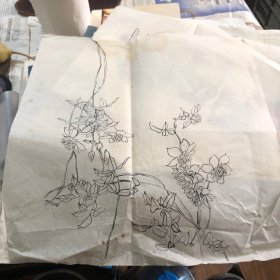 手绘白描花卉小品（无款）