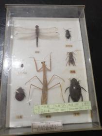 J412型  昆虫标本（益虫）