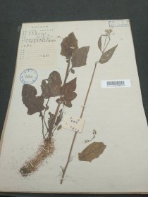 杭州植物园菊科标本，1959年章绍尧在浙江泰顺采集（37*27*cm） 标11