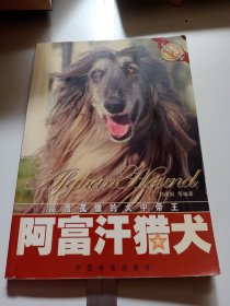 阿富汗猎犬