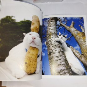 日文原版 猫咪摄影集