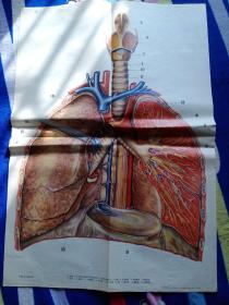 人体解剖生理教学挂图（呼吸系统）（全套3幅，另附说明书一份）