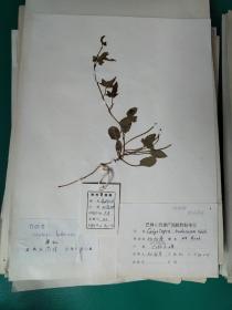 内蒙古植物标本。内蒙古林学院植物标本室。34张。