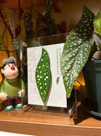 原创设计手工制作观叶植物亚克力摆件