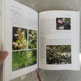 青海野生观赏地被植物图鉴（全一册精装本）〈2013年青海初版发行〉