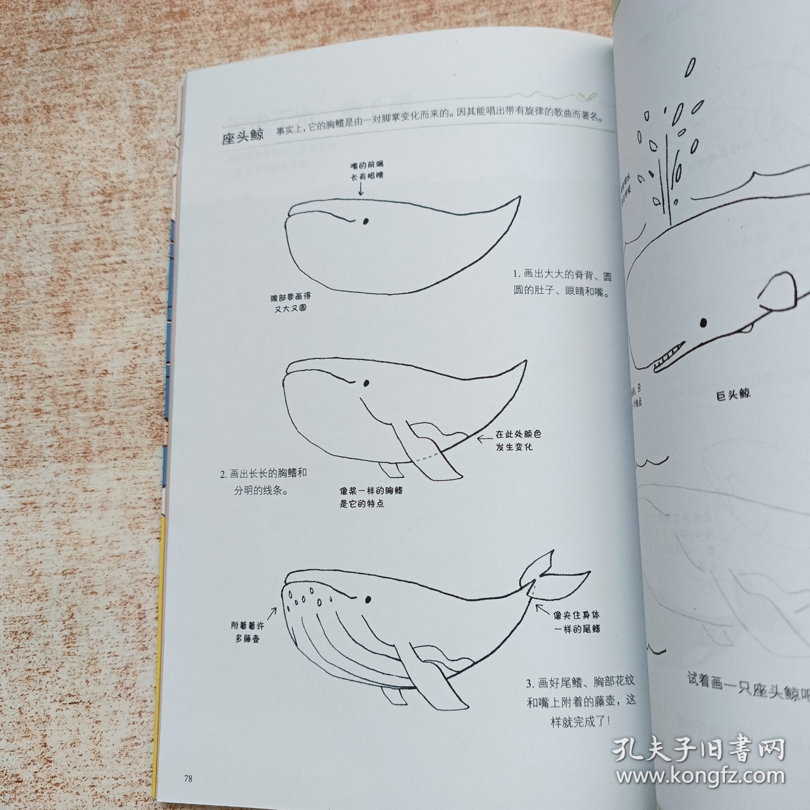 兔本幸子的插画教室：可爱动物篇