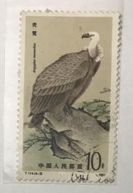 T114猛禽-秃鹫(4-3)