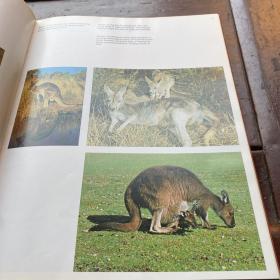 Bush Dwellers of Australia