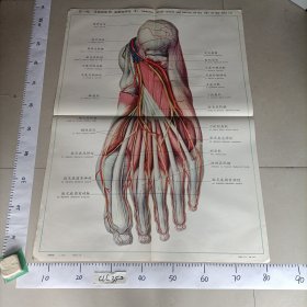 人体解剖挂图 局部解剖 主编郭光文中英文对照 中国医科大学 Ⅸ — 42足底的肌肉、血管和神经（2)