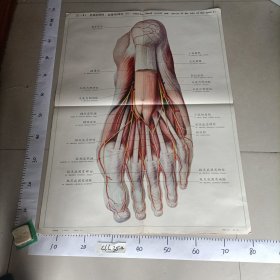 人体解剖挂图 局部解剖 主编郭光文中英文对照 中国医科大学 Ⅸ — 41足底的肌肉、血管和神经（1)