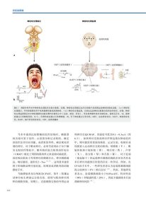 颅底脑膜瘤Cappabianca9787559114884