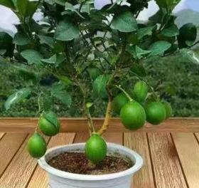 天然柠檬盆栽一盆高25厘米