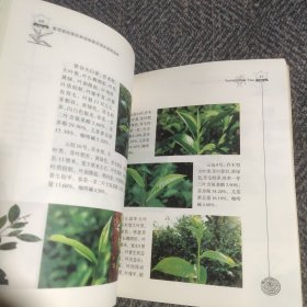 云南普洱茶